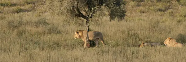 Lwena5.jpg