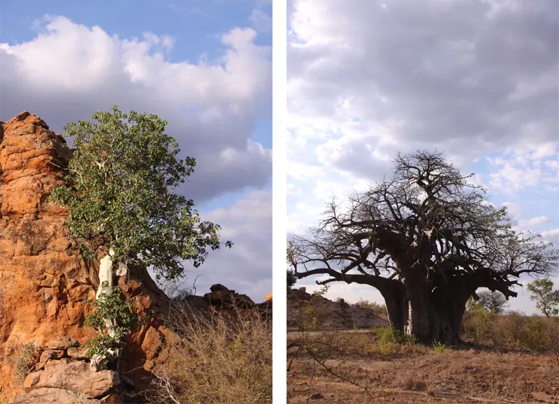 Mapungubwe53.jpg