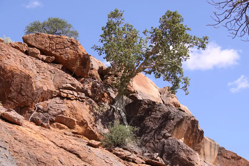 Mapungubwe63.jpg