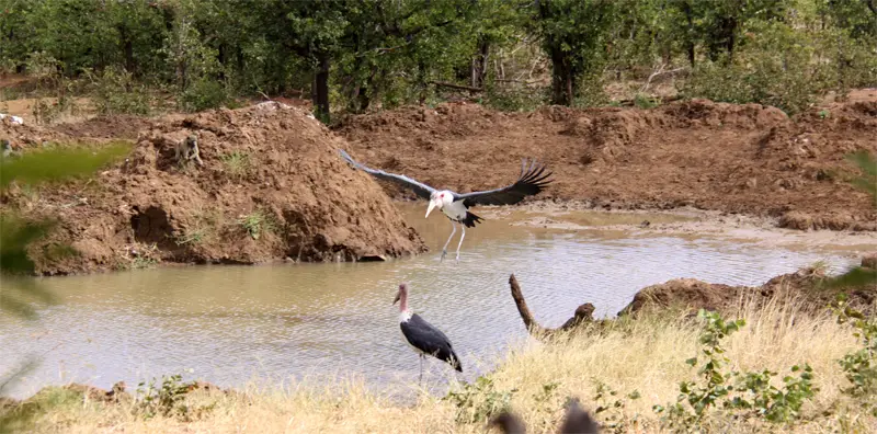 Marabu91.jpg