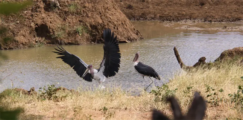 Marabu92.jpg