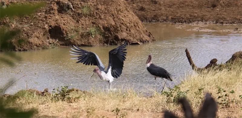 Marabu93.jpg