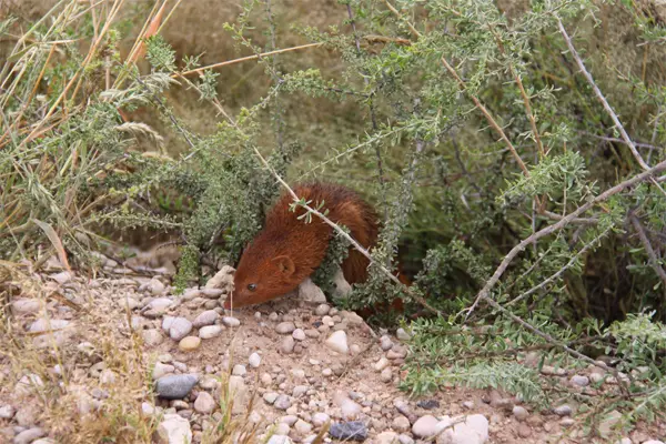 Mongoose.jpg