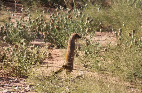 Mongoose_2011-05-20.jpg