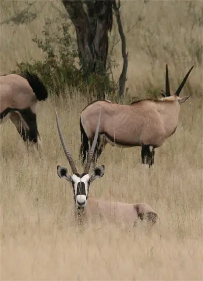Oryx.jpg
