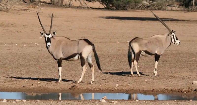 Oryx0401.jpg