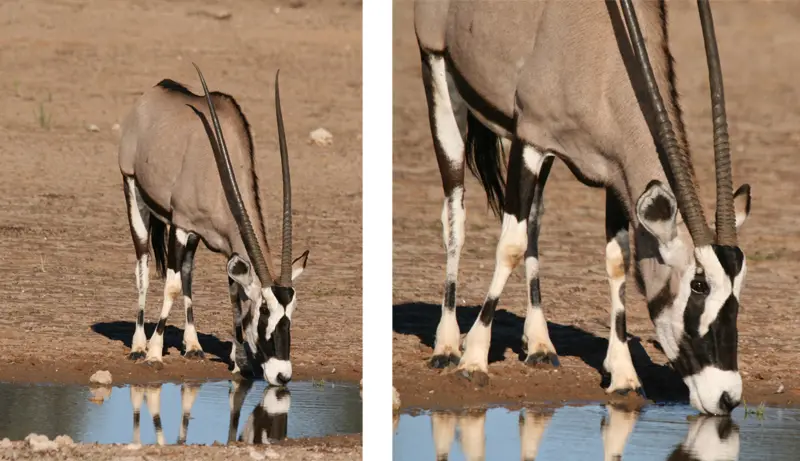 Oryx0402.jpg
