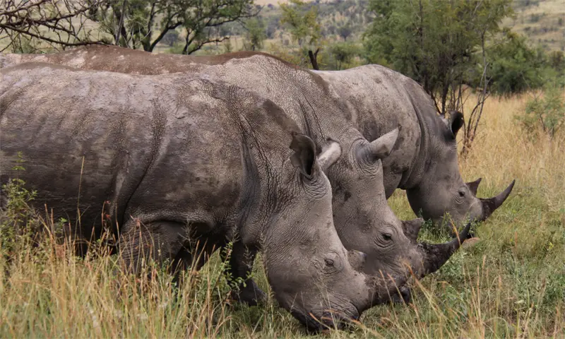 Pilanesberg23.jpg