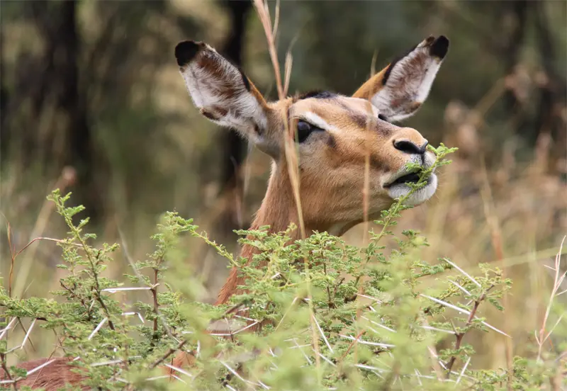 Pilanesberg24.jpg
