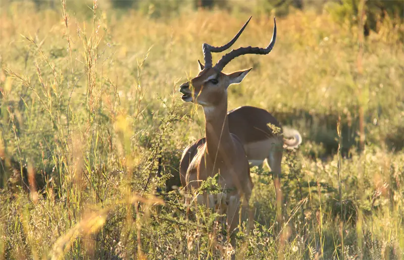 Pilanesberg3.jpg