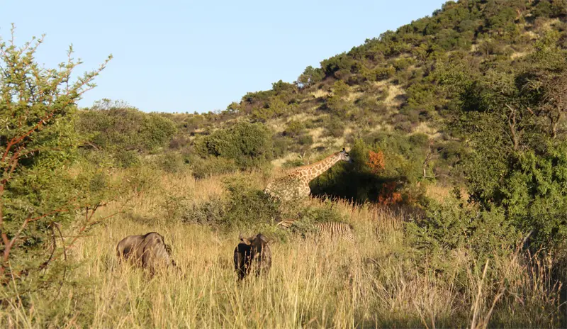 Pilanesberg4.jpg