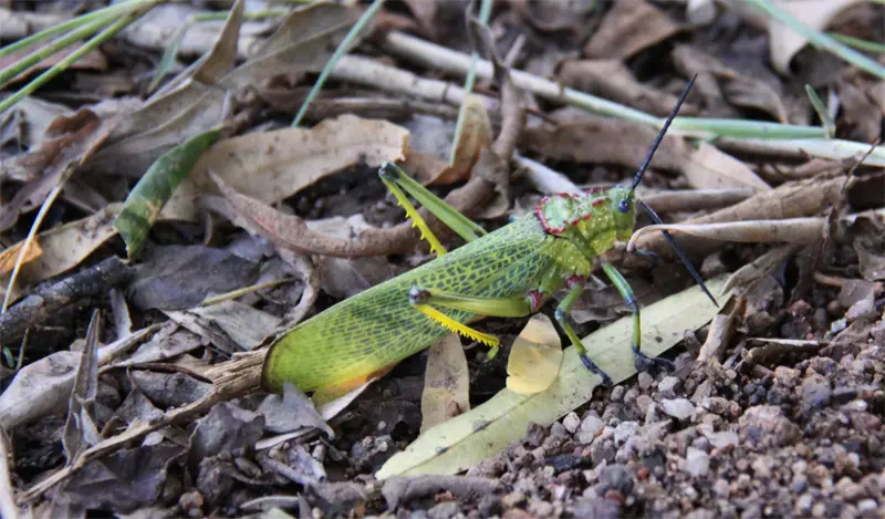 Pilanesberg6.jpg