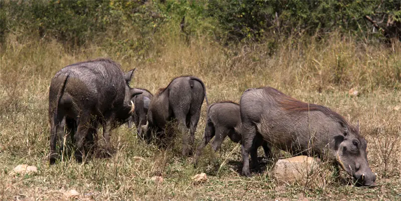 Pumba161.jpg