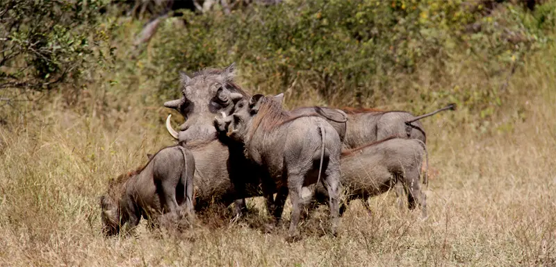Pumba162.jpg