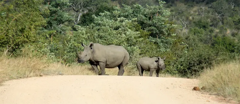 Rhinos171.jpg