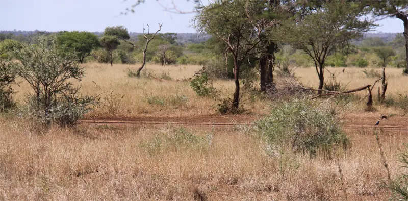 Satara.jpg