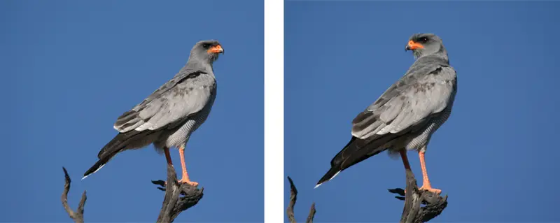 Singhabicht0201.jpg