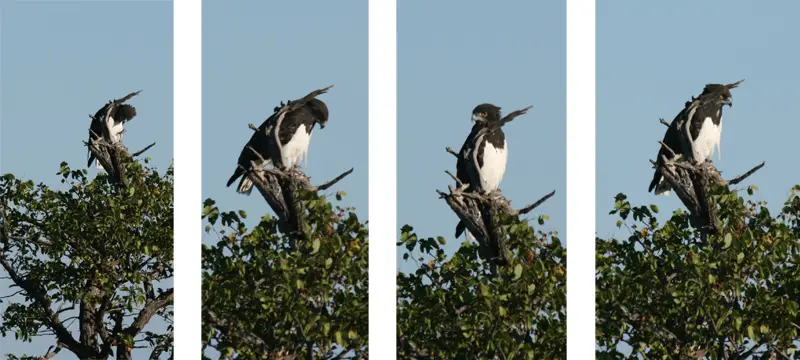 SnakeEagle111.jpg