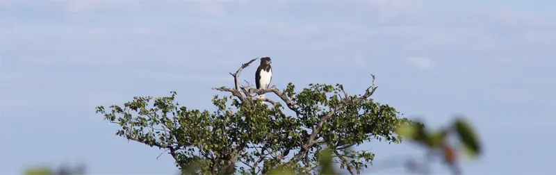 SnakeEagle112.jpg