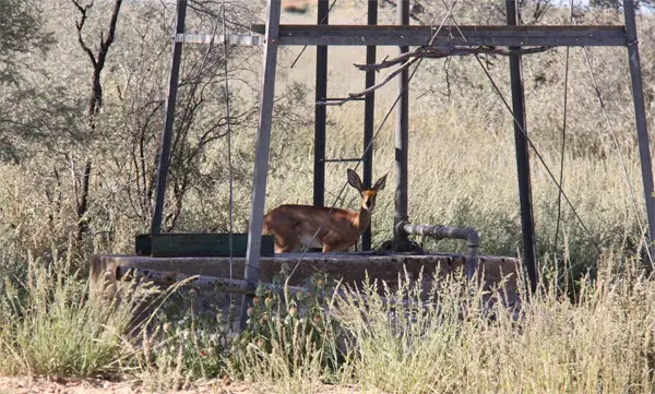 Steenbock.jpg