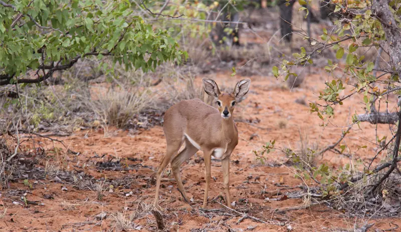 Steenbok51.jpg