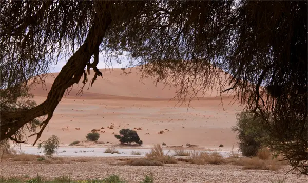 Vlei4.jpg