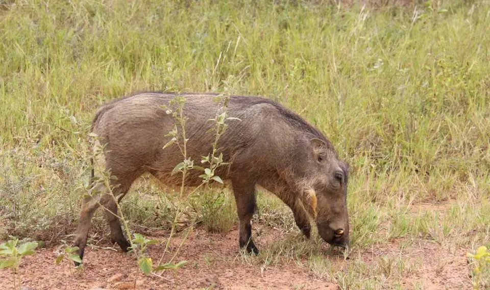 Warthog51.jpg