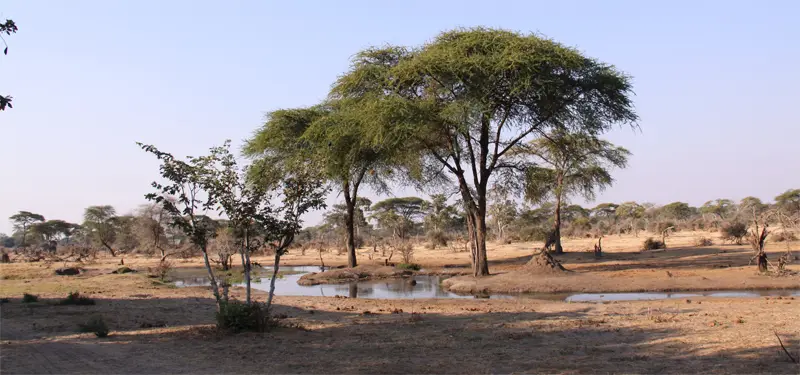 Wasserloch0301.jpg