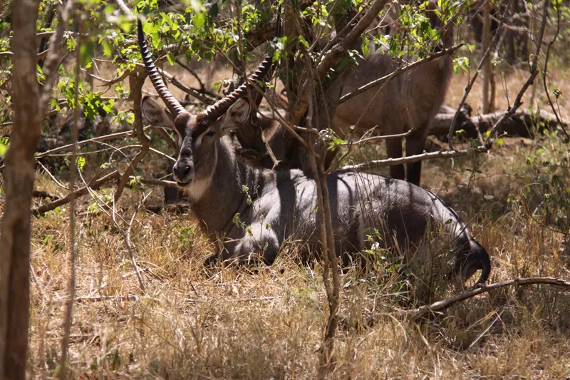 Waterbuck101.jpg