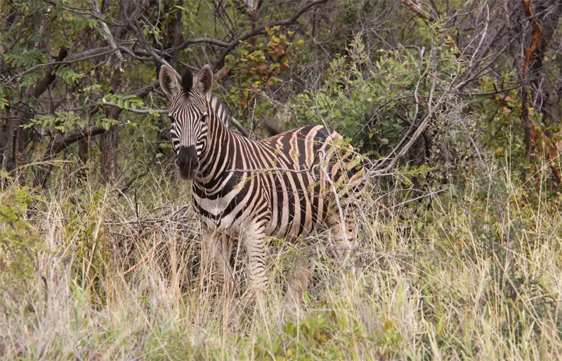 Zebra41.jpg