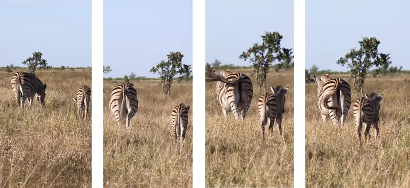 Zebras111.jpg