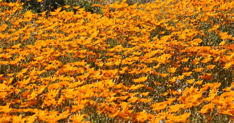 hb0110de.jpg