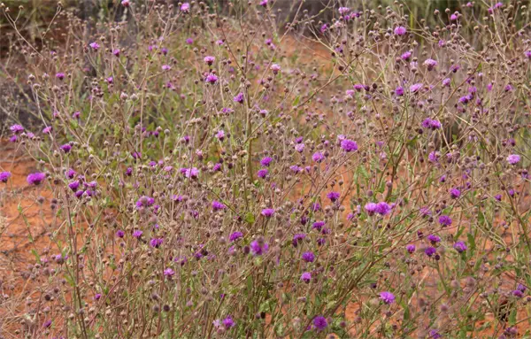 weg3_2011-05-15.jpg
