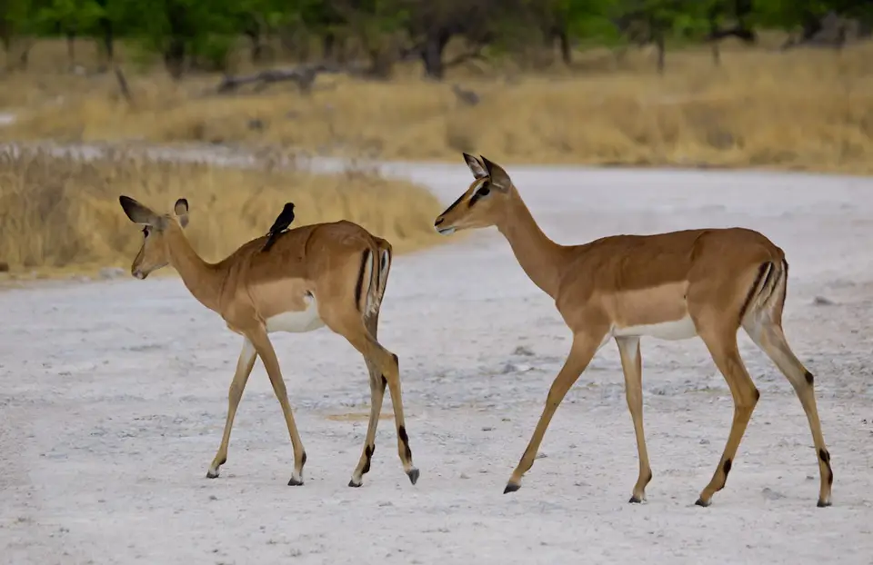 Antilopen-11_2011-12-07.jpg