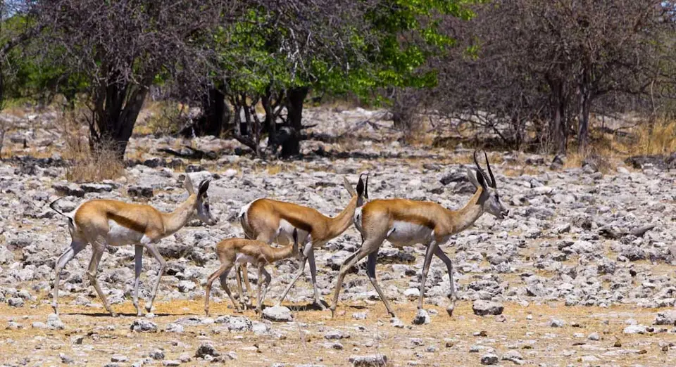 Antilopen-5_2011-12-07-2.jpg