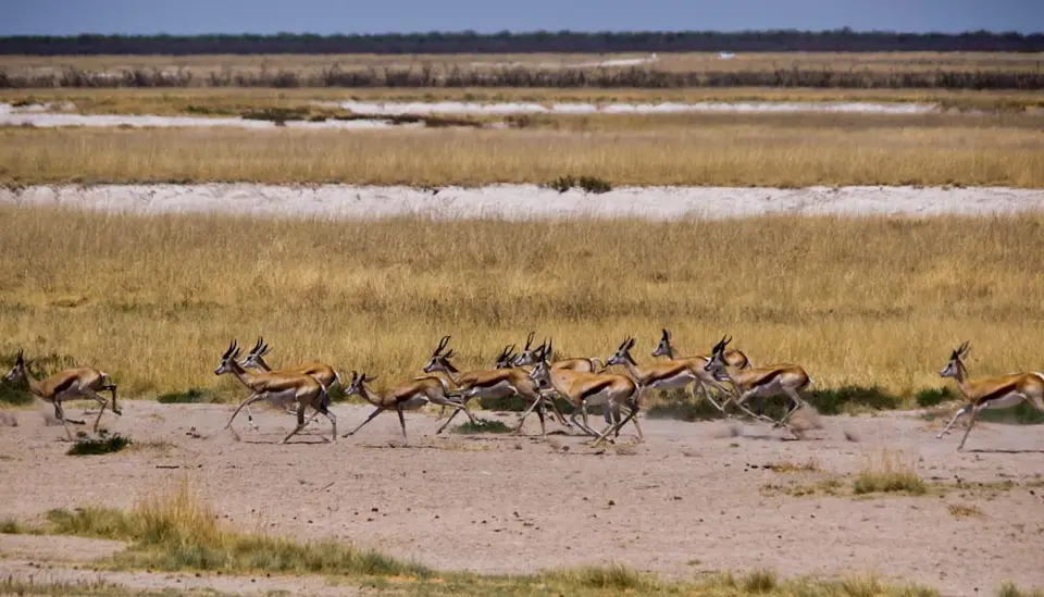 Antilopen-9_2011-12-07.jpg