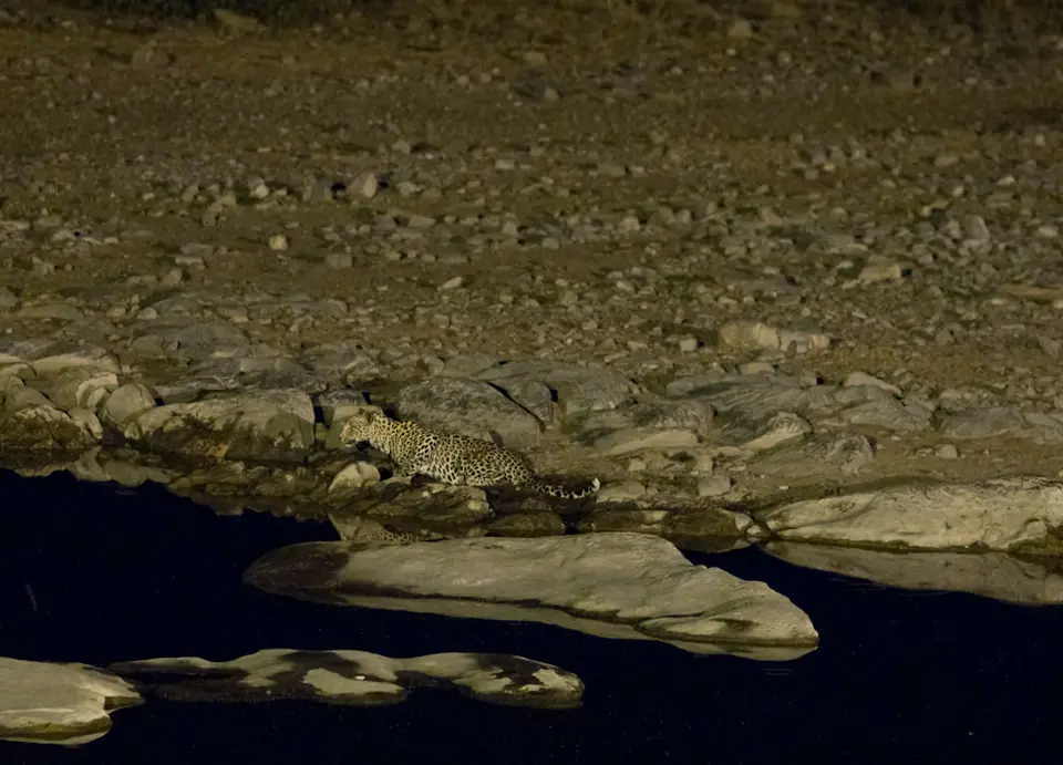 HalaliWasserlochLeopard-4.jpg