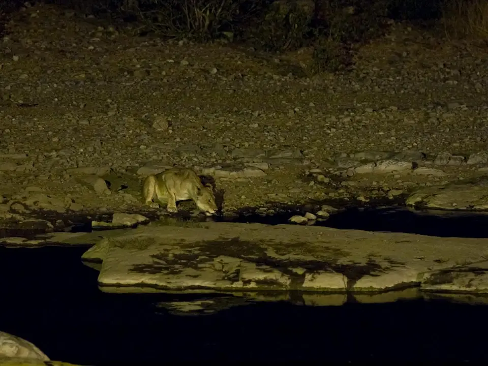 HalaliWasserlochLwe-2.jpg
