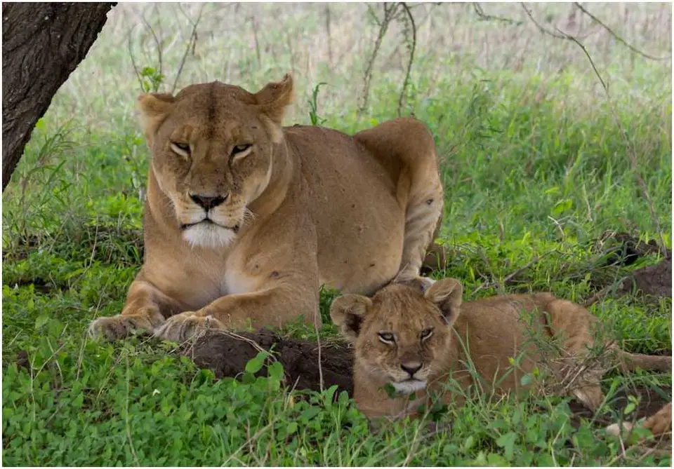 LweSerengeti-2.jpg