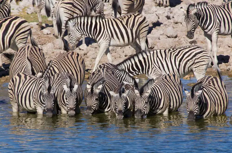 Zebras-3_2011-12-16.jpg