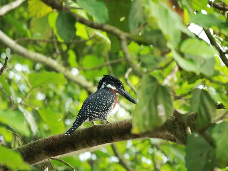 GiantKingfisher.jpg