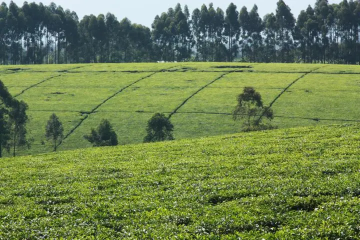K640_TeeplantageF.P.JPG