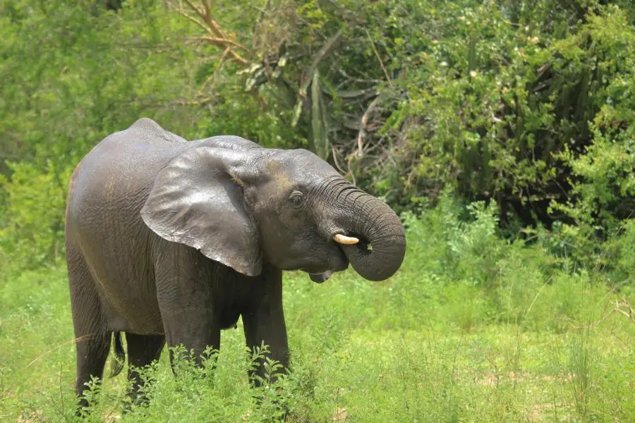 K800_Elefant.JPG