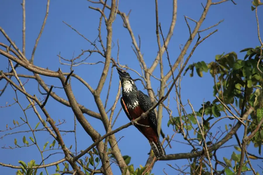 K800_GiantKingfisher.JPG