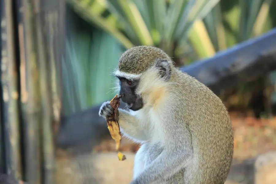 K800_Meerkatze.JPG