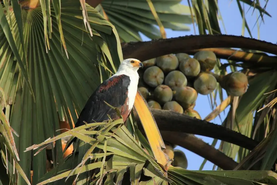 K800_Schreiseeadler.JPG