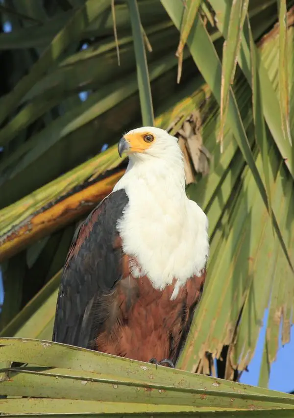 K800_Schreiseeadler2.JPG
