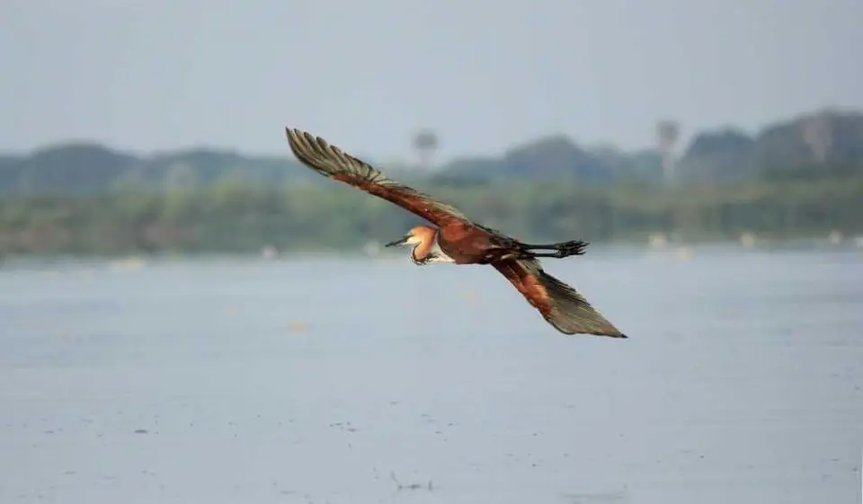K800_Vogelmussmansein.JPG