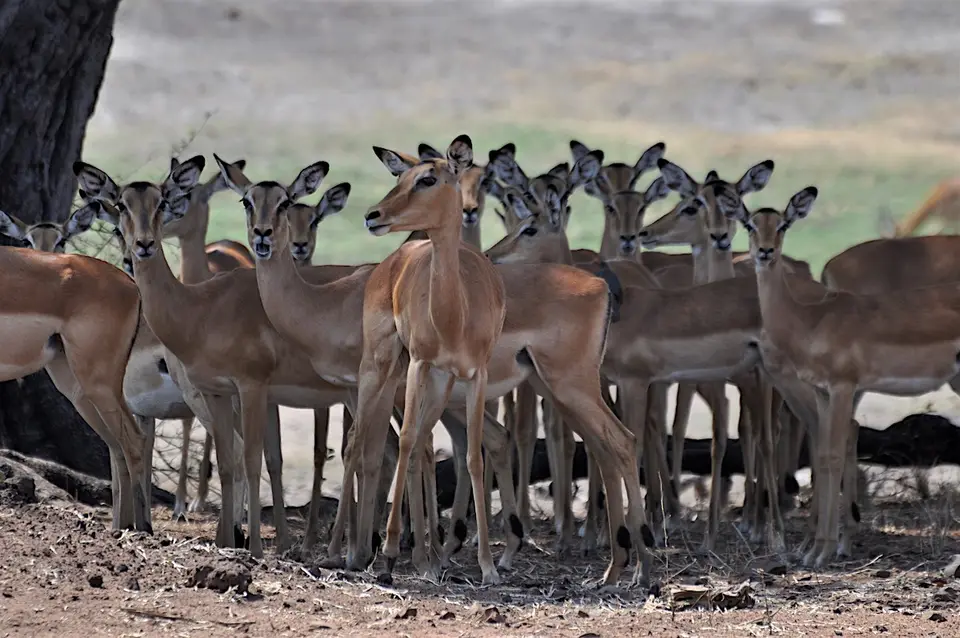 K14-Impalas.jpg