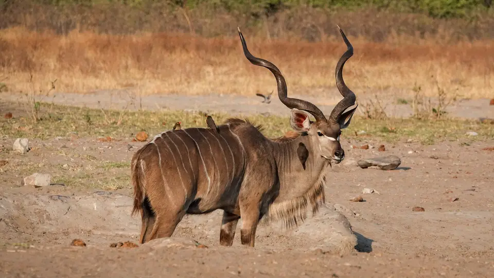 K14-Kudu.jpg
